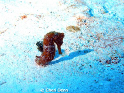 This was taken on the Cedral Wall, Cozumel, MX.  I just l... by Cheri Denn 